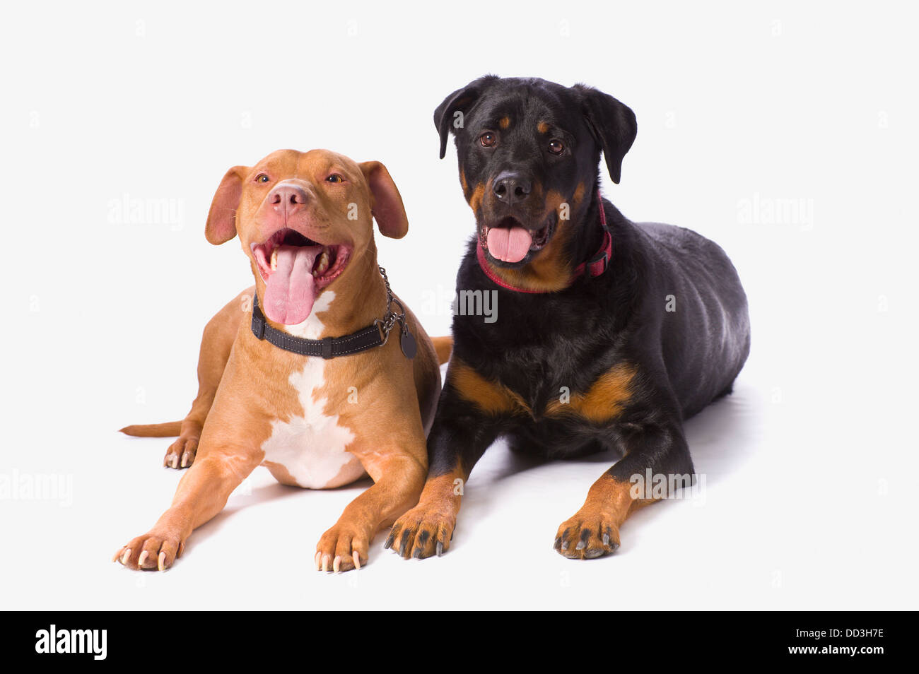 Un Pitbull e un Rotweiller su una bianca di sfondo per studio; St. Albert, Alberta, Canada Foto Stock