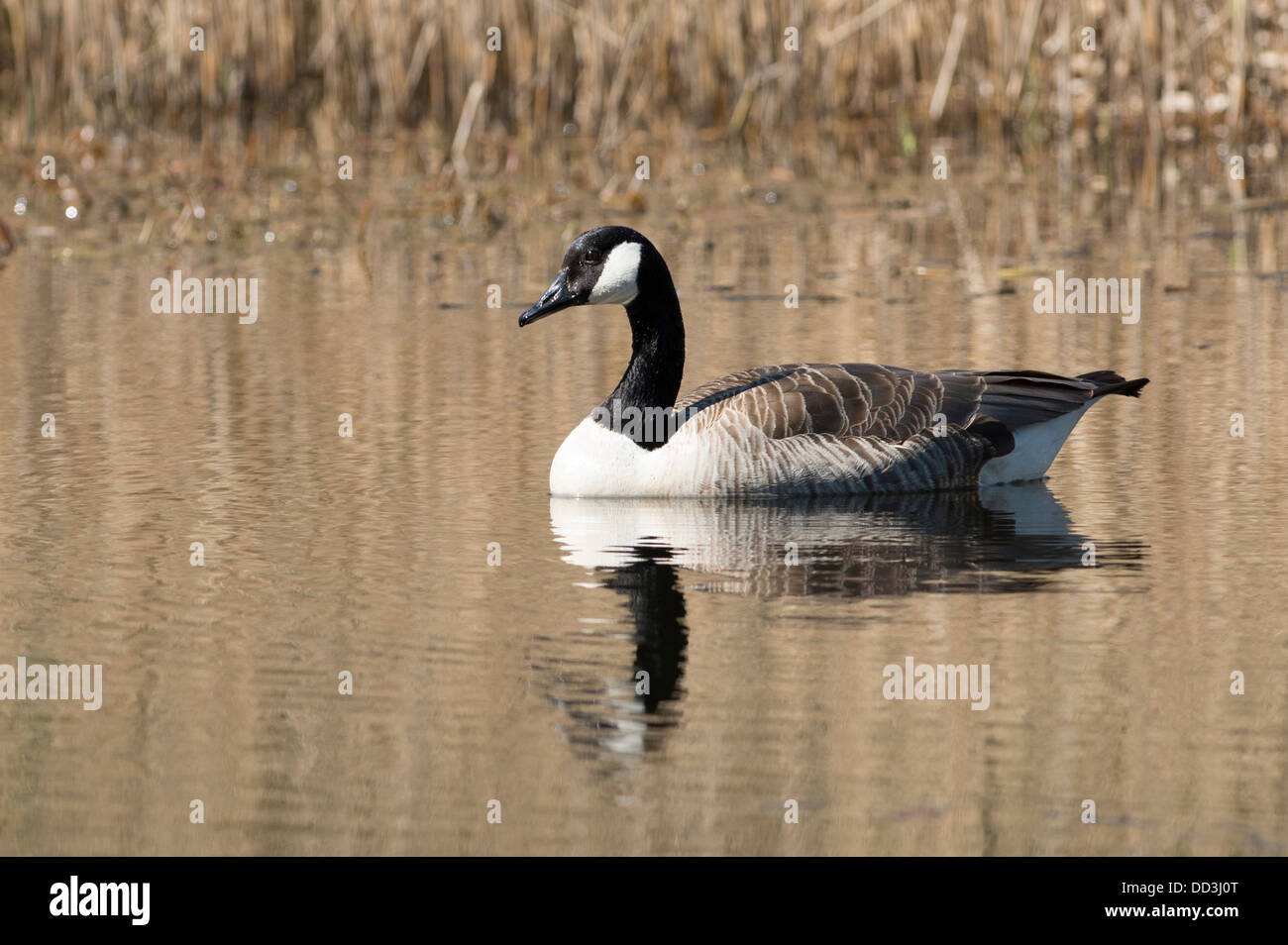 Un Canada Goose nuoto su un lago Foto Stock