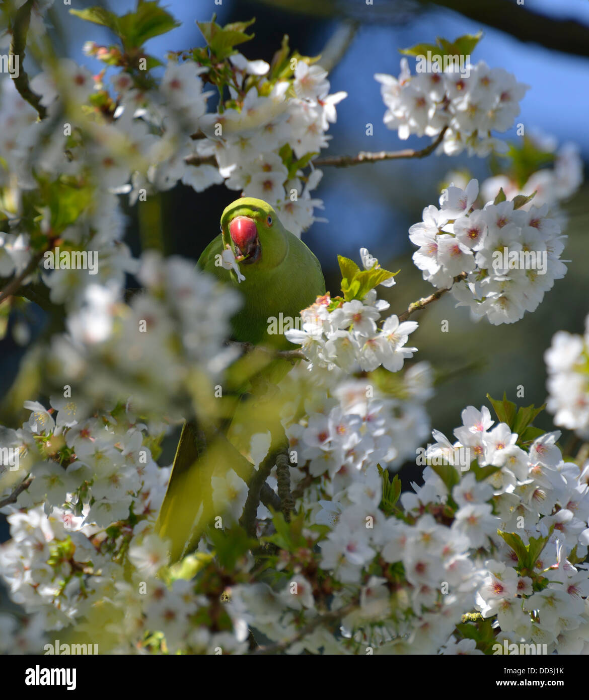 Kingston parrocchetto (noto anche come Twickenham parrocchetto) in una struttura ad albero alimentazione su boccioli e fiori, London, Regno Unito Foto Stock