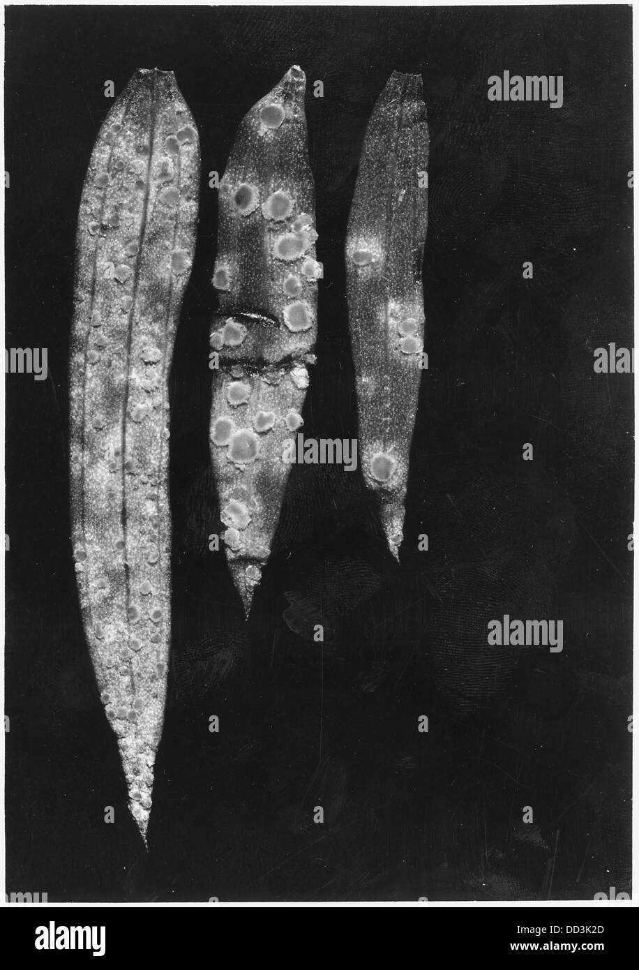 Questa immagine mostra tre foglie di lino, una pianta comune nota per la sua forma lunga e stretta e per il suo uso nella produzione tessile, in particolare nella fabbricazione del lino. Il lino viene coltivato per le sue fibre, che vengono utilizzate nei tessuti e in altri materiali. Foto Stock