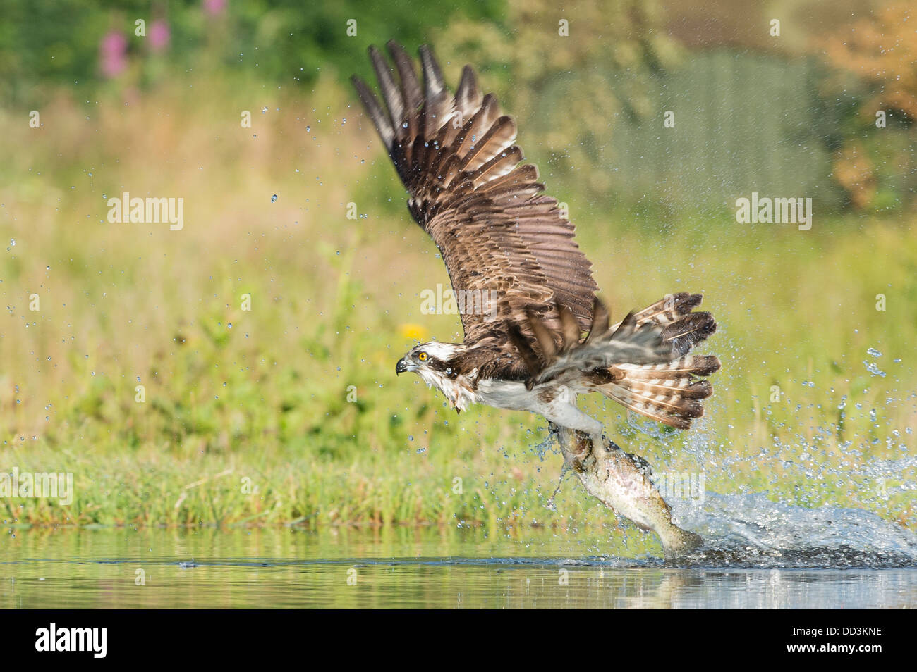 Un Osprey catture con successo una trota Foto Stock