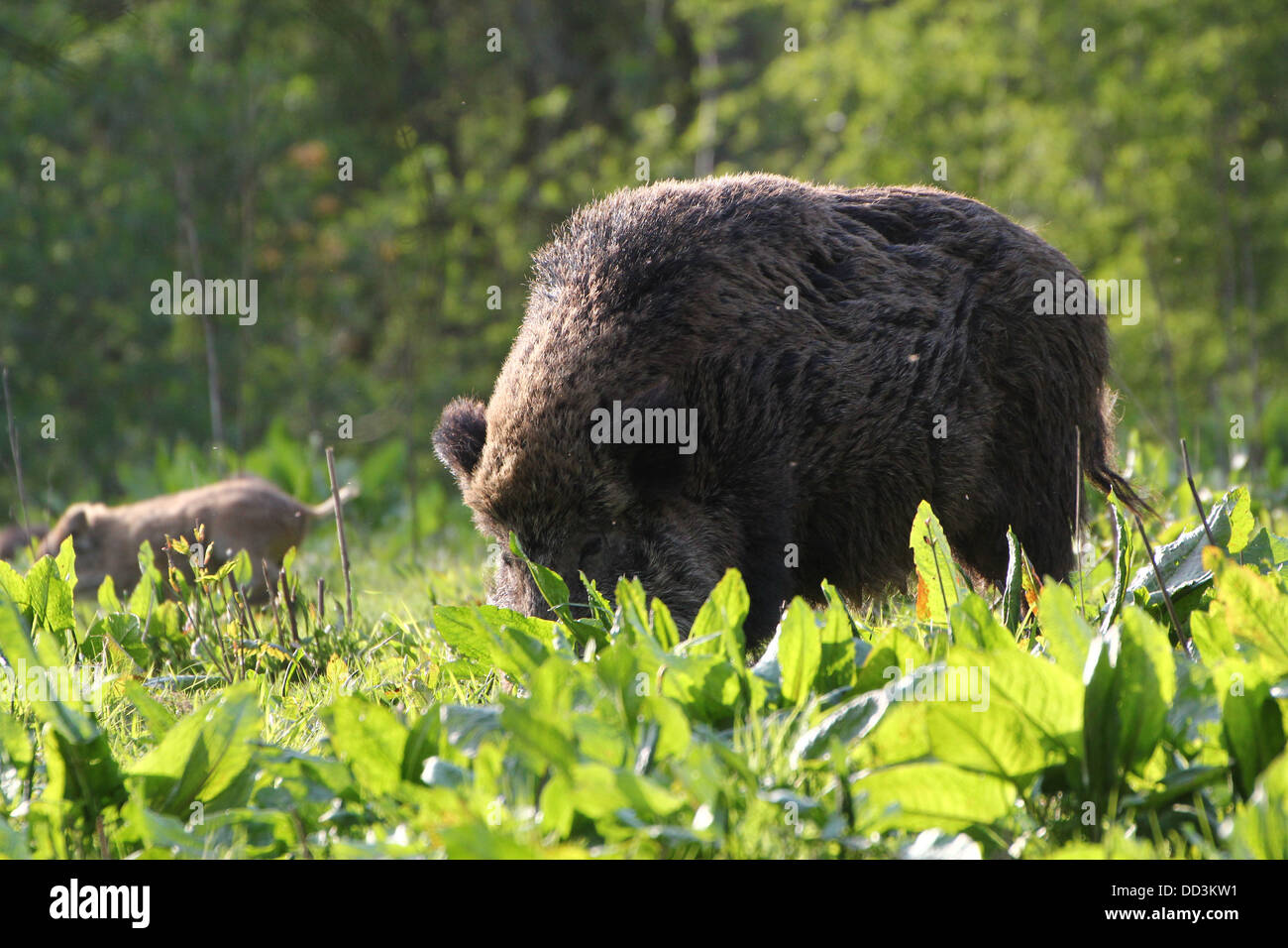 Close-up di un maschio maturo il cinghiale (Sus scrofa) Foto Stock