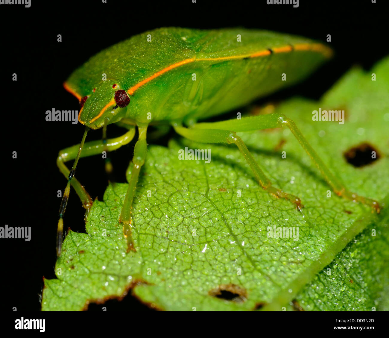 Il fetore Bug appollaiato sulla pianta verde foglia. Foto Stock
