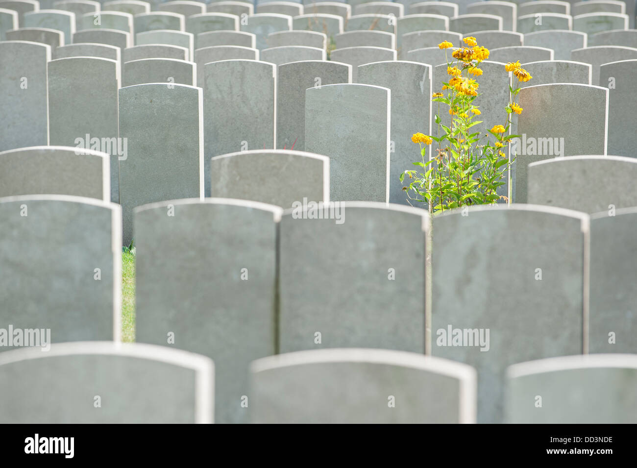 Lapidi a WW1 cimitero militare della Commissione delle tombe di guerra del Commonwealth per la prima guerra mondiale uno soldati britannici, Belgio Foto Stock