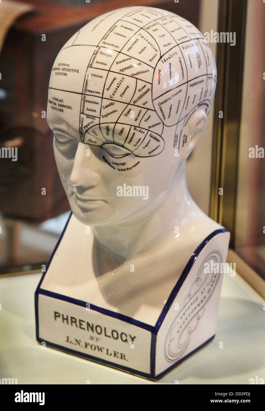 Un modello di una testa utilizzata per il phrenology. Foto Stock