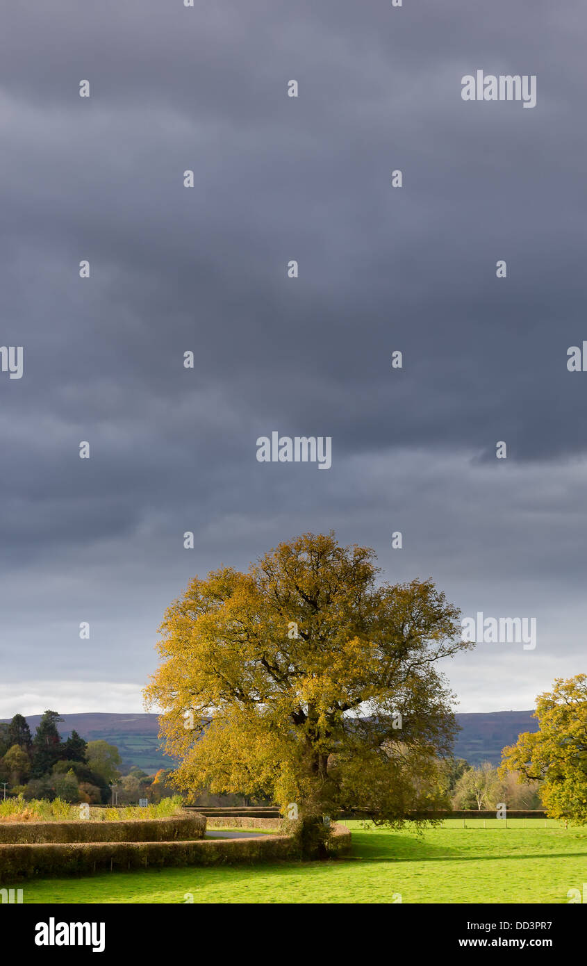 Un unico albero di quercia si erge contro un grigio cielo tempestoso su una giornata autunnale Foto Stock