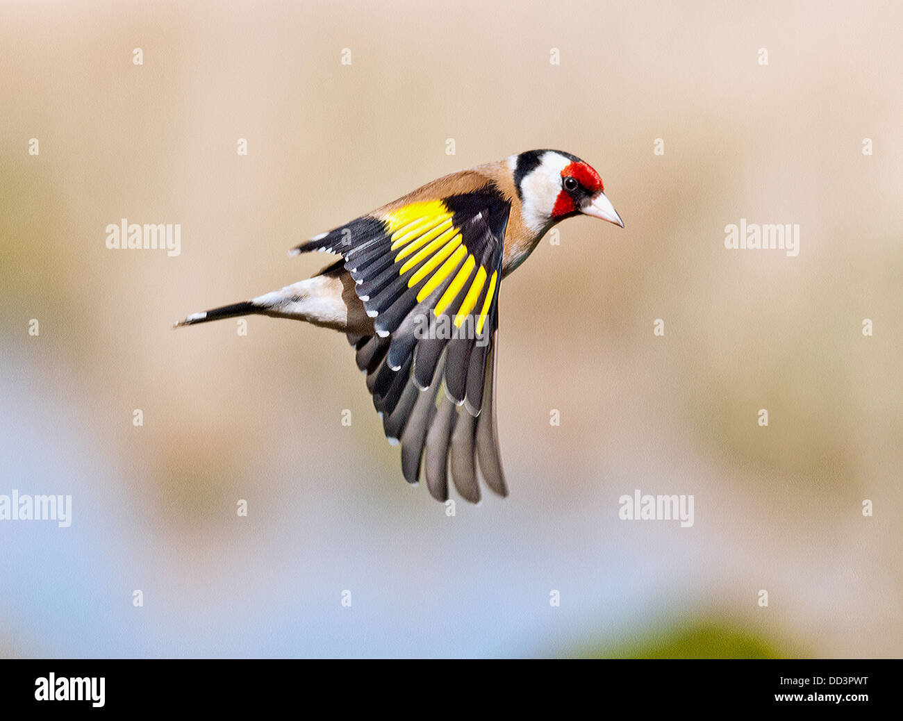 Goldfinch in volo Foto Stock