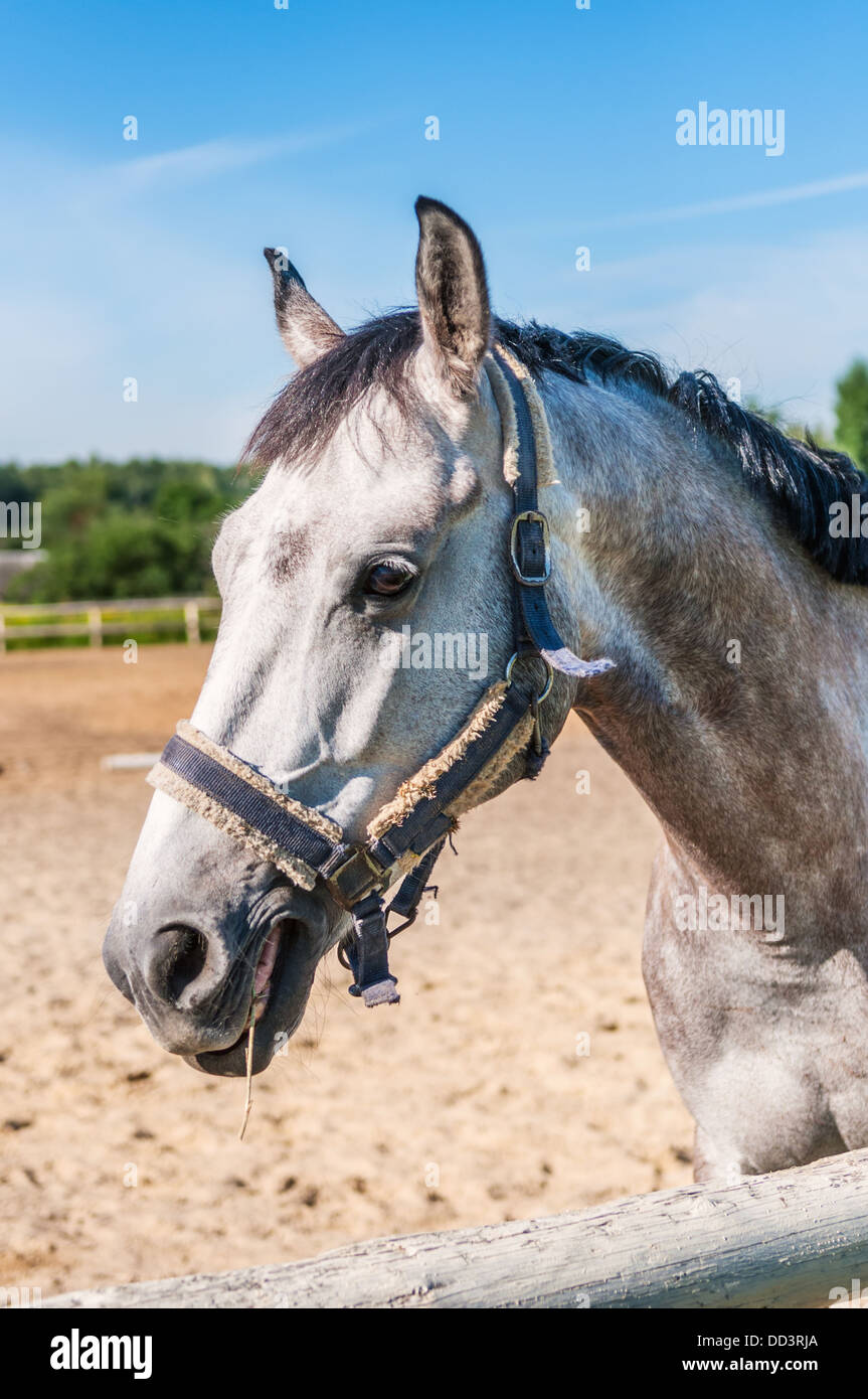 Colline punteggiano-cavallo grigio masticare grassblade Foto Stock