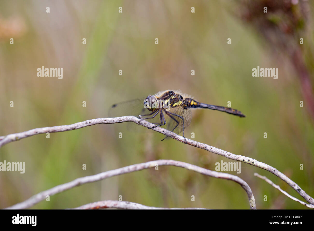 Nero Darter Dragonfly; Sympetrum danae; maschio; Cornovaglia; Regno Unito Foto Stock