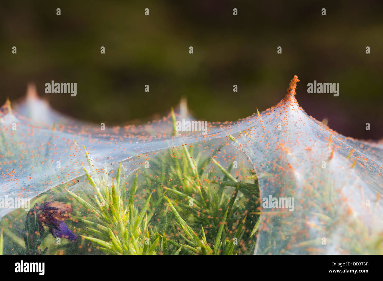 Gorse Acaro; Tetranychus lintearius; estate; Cornovaglia; Regno Unito Foto Stock