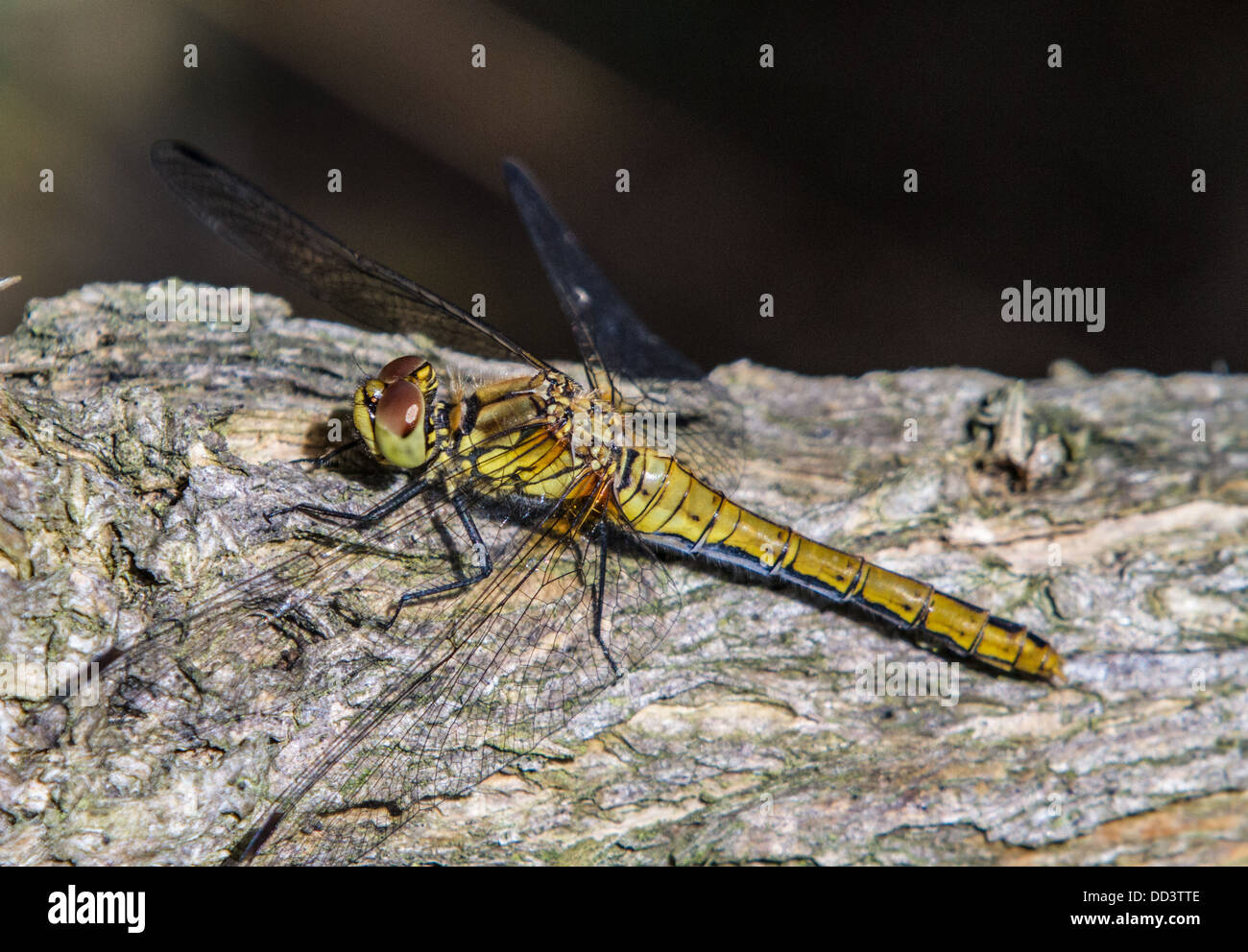 Oscurati foderato dragonfly skimmer in appoggio su di un ramo Foto Stock