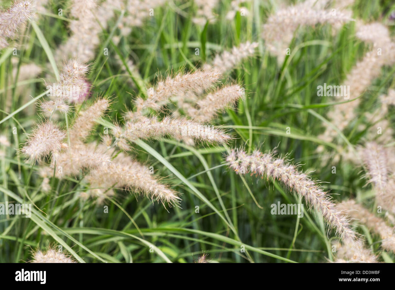 Fontana orientali erba, una sensazione tattile, soffice erba ornamentale nativa per il Pakistan Foto Stock