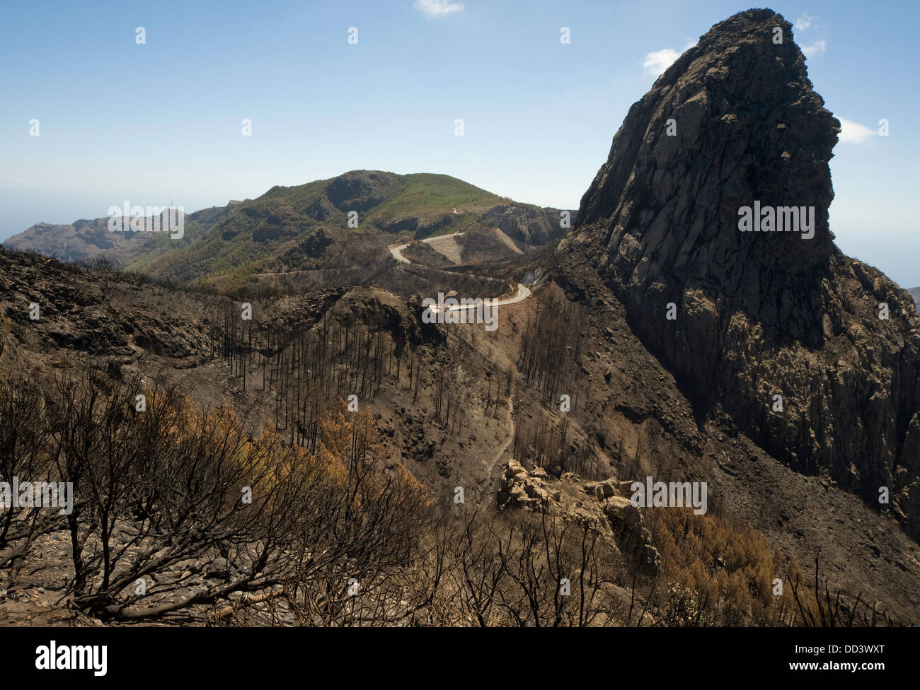 Devastata da un incendio nel 2012, isola di La Gomera, isole Canarie, Spagna Foto Stock