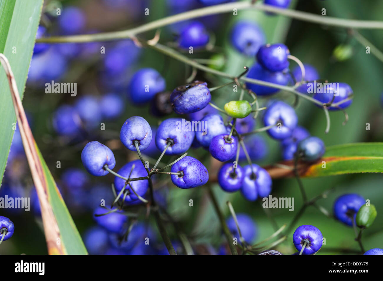 Le bacche blu dell'Indigo reale dell'erba perenne australiana e della Tasmania 'Dianella Caerulea', del lino blu, del giglio di mirtillo o del giglio di paroo Foto Stock