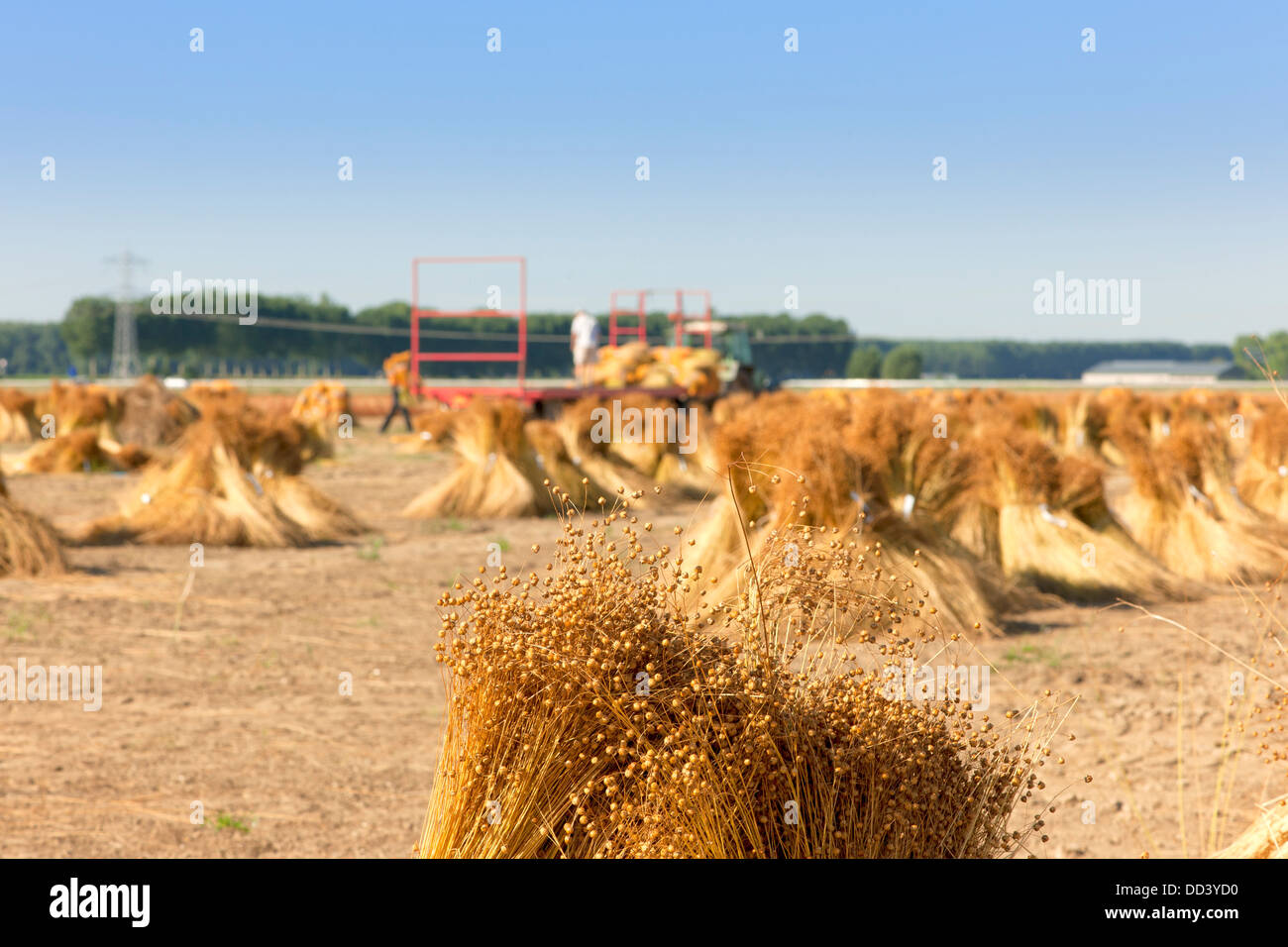 La raccolta del lino (Linum usitatissimum) pacchi sul campo di fattoria Foto Stock