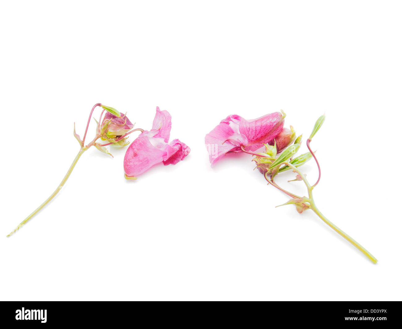 Balsamo himalayana blossom Foto Stock