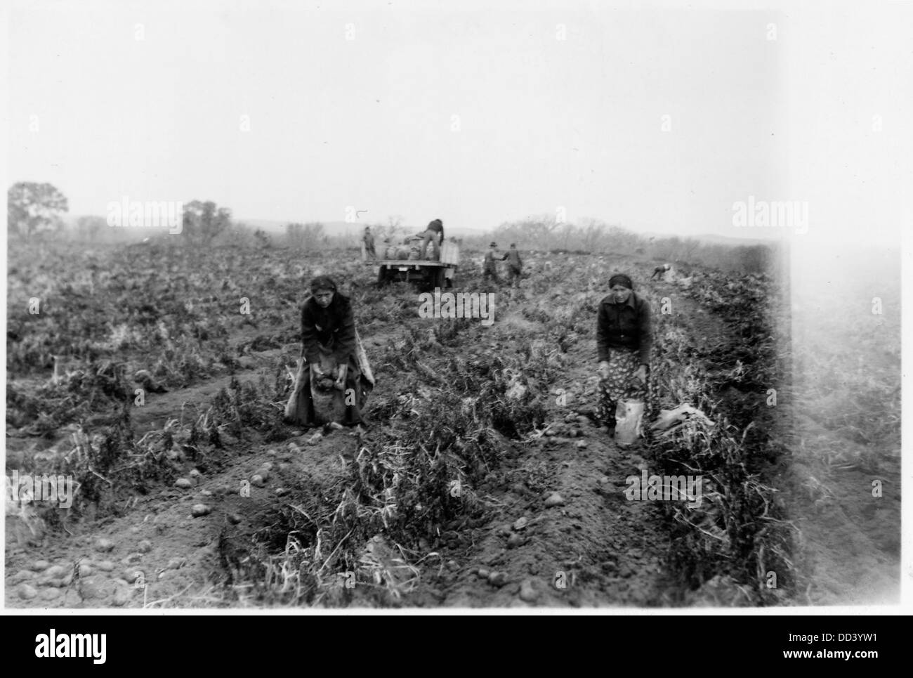 Donne mano durante il raccolto delle patate - - 285522 Foto Stock