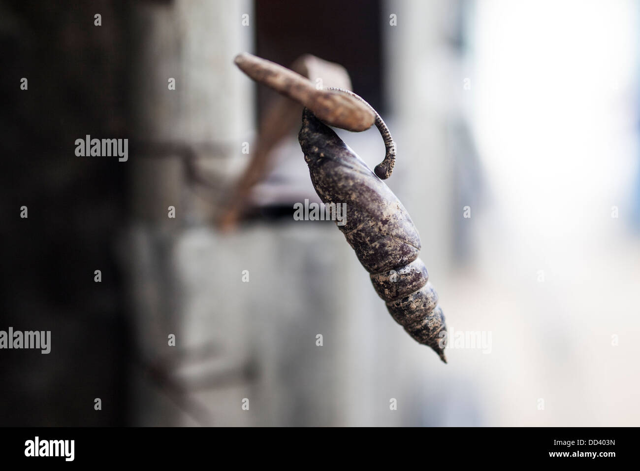 Un bozzolo e il grillo, natura di Cuernavaca e città di Oaxaca, Messico  Foto stock - Alamy