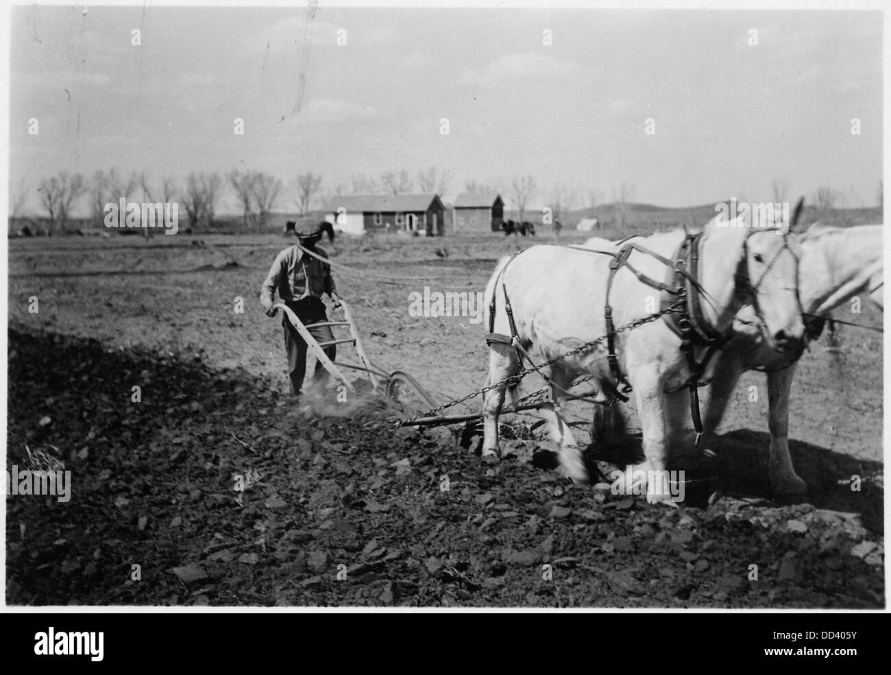 Una squadra di cavalli bianchi che tirano un aratro appartenente a William Goodiron, probabilmente raffigurante una scena agricola dell'inizio del XX secolo. Foto Stock