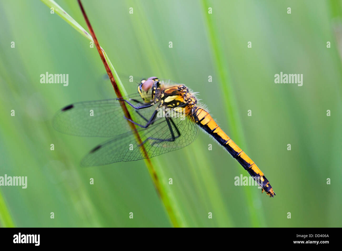 Nero Darter Dragonfly; Sympetrum danae; femmina; Cornovaglia; Regno Unito Foto Stock