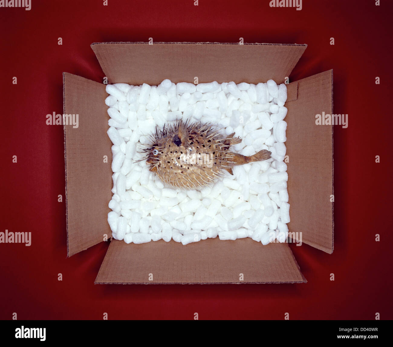 Un Puffer fish in una scatola di cartone con il bianco del materiale di imballaggio Foto Stock