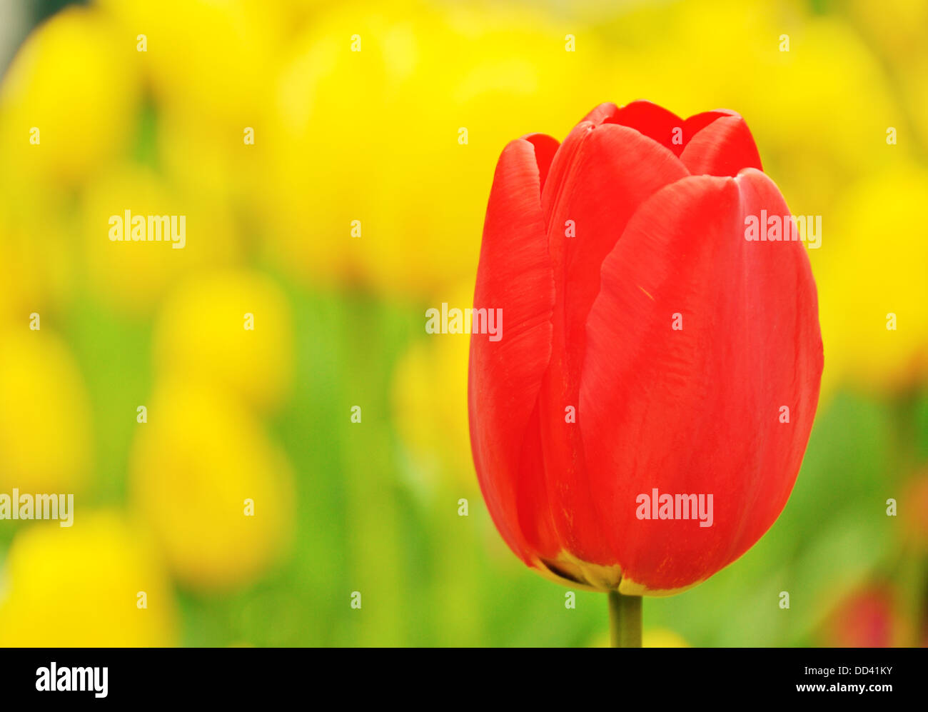 Essendo uno dei tipi Foto Stock