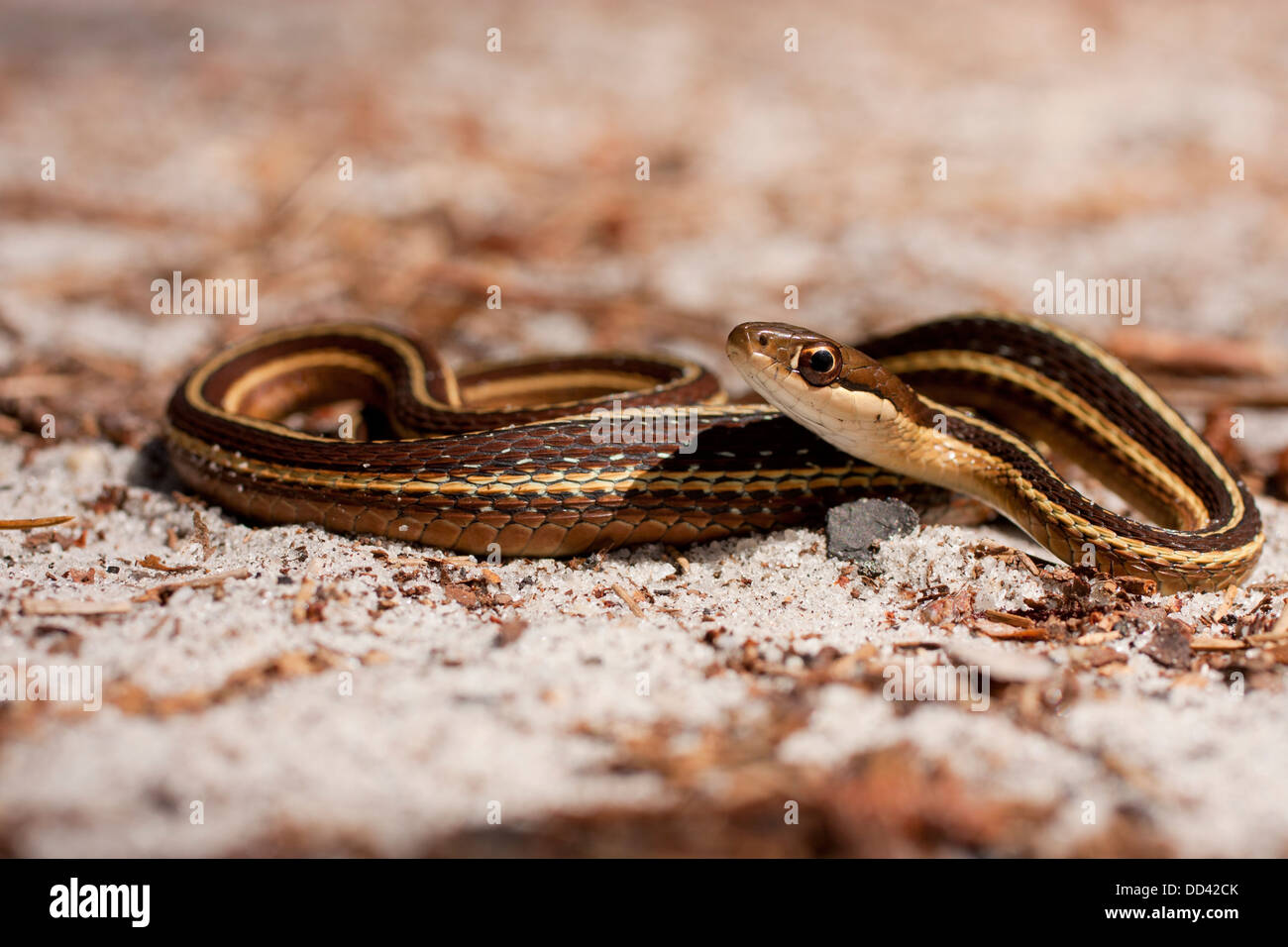 Ribbon snake (Thamnophis sauritus) che di recente ha alimentato Foto Stock