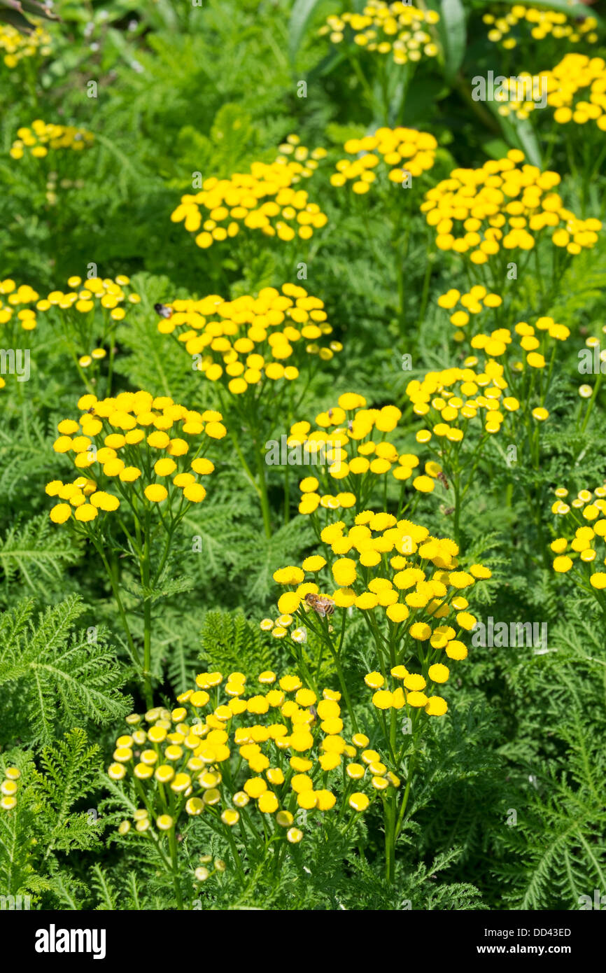 Tansy (Tanacetum vulgare) mostra fiori, Inghilterra, Agosto Foto Stock
