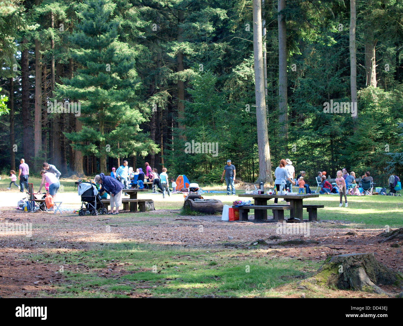 Area picnic nei boschi, Bolderwood Park, New Forest, Hampshire, Regno Unito 2013 Foto Stock