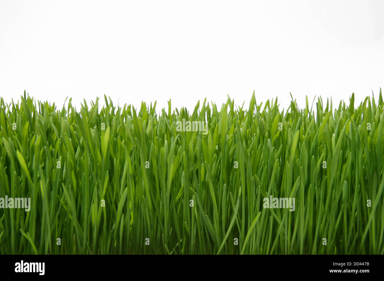 Una sezione della coltivazione di erba verde su sfondo bianco Foto Stock