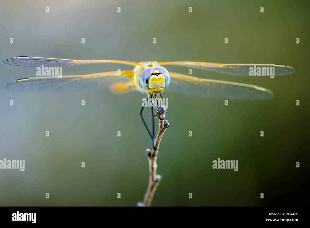 Ritratto di un Scarlet Darter (Crocothemis erythraea) Foto Stock