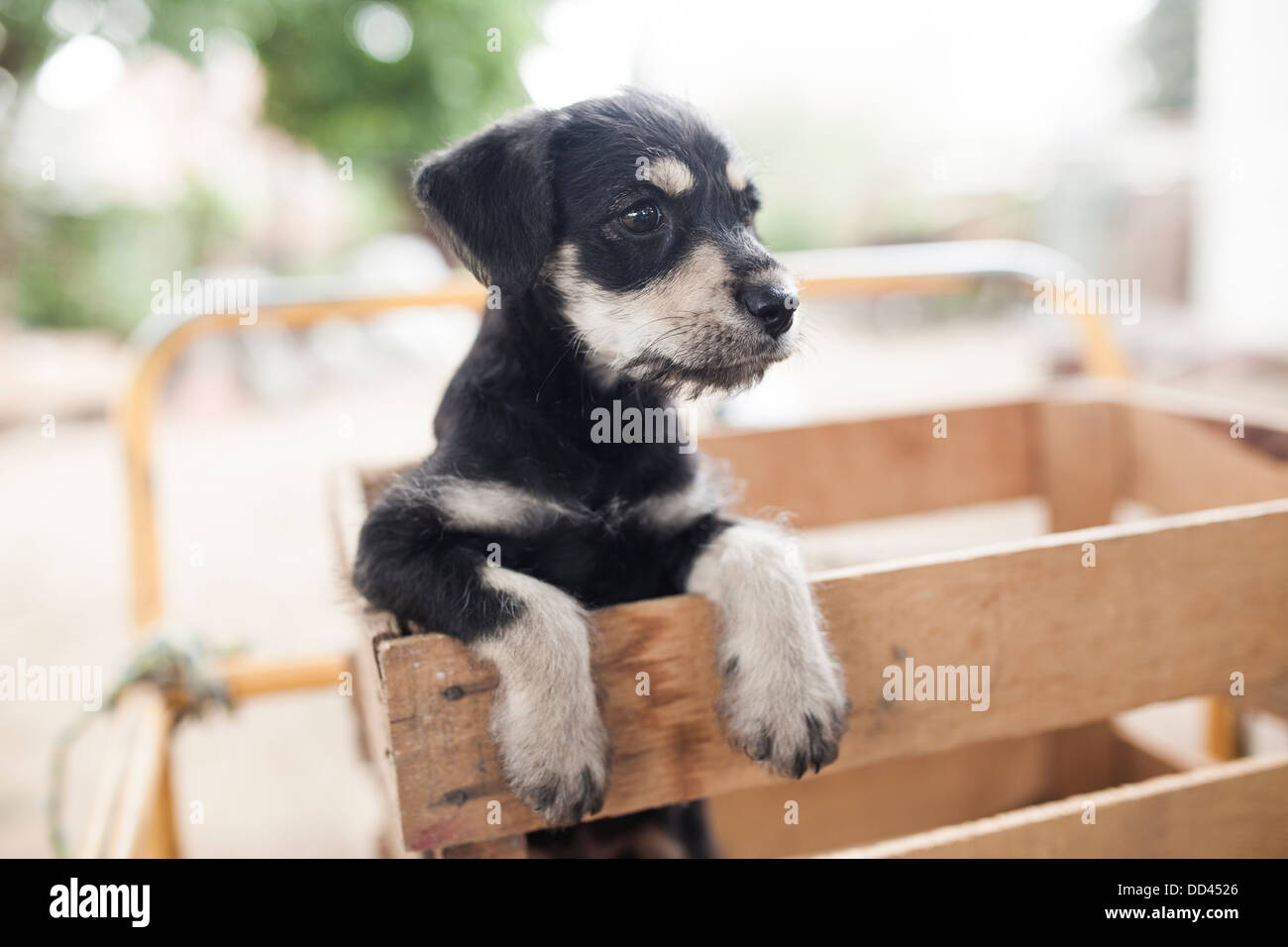 Un adorabile cucciolo picchi fuori da una gabbia in legno. Foto Stock