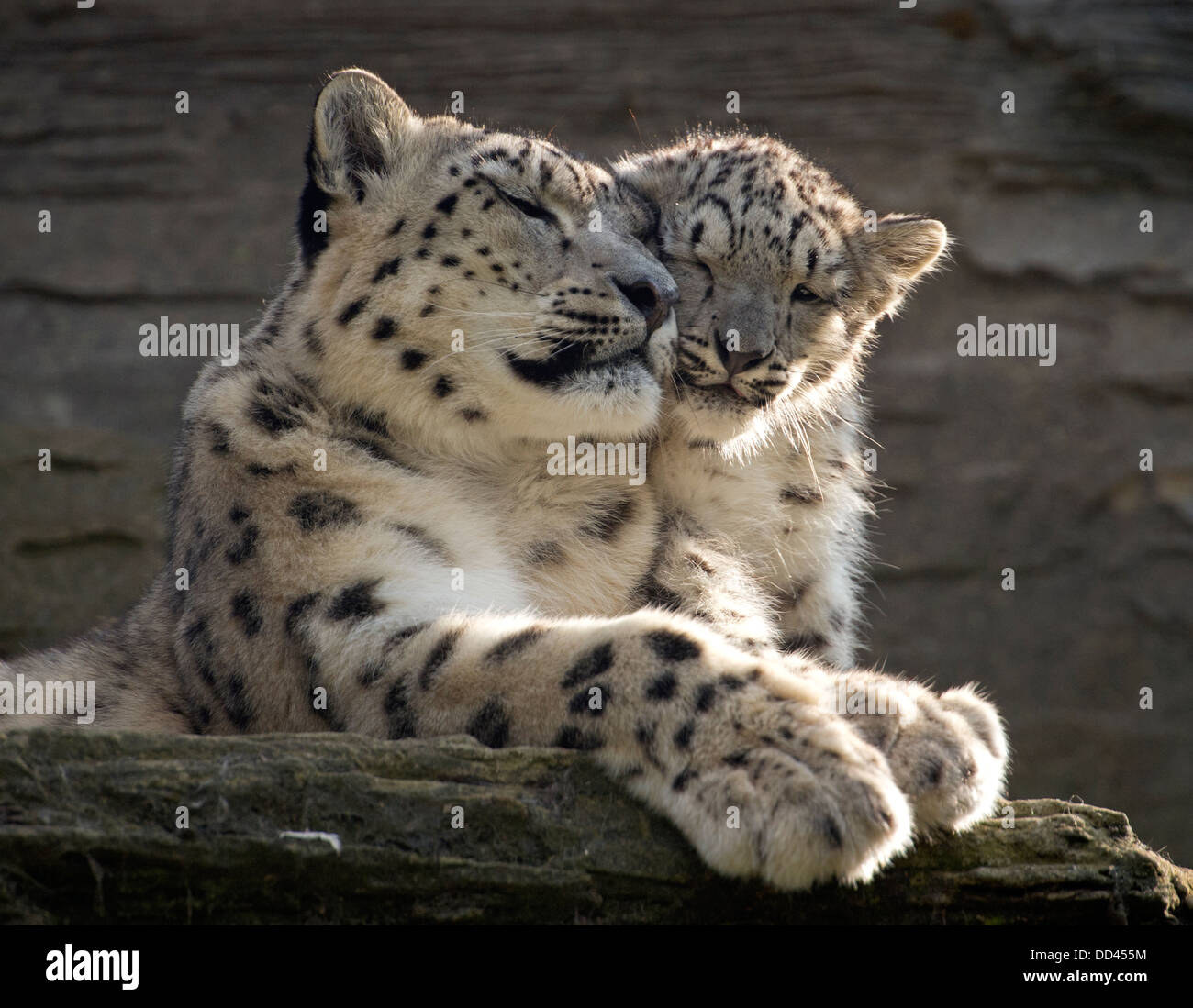 Snow Leopard Irina e cub Foto Stock