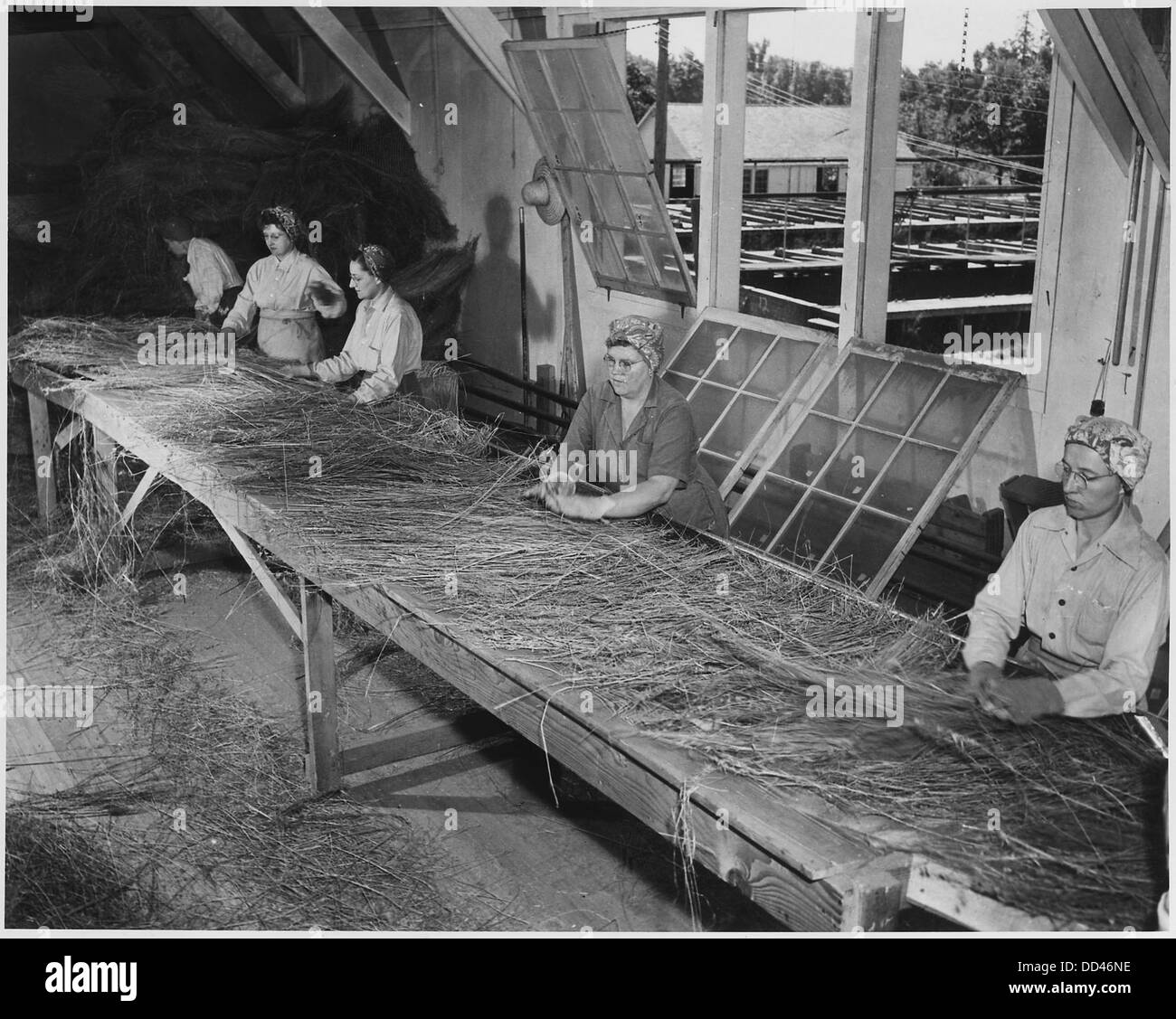 Le donne aprono fasci di asciugare le paglie di lino e di diffondersi su una tabella - - 283919 Foto Stock