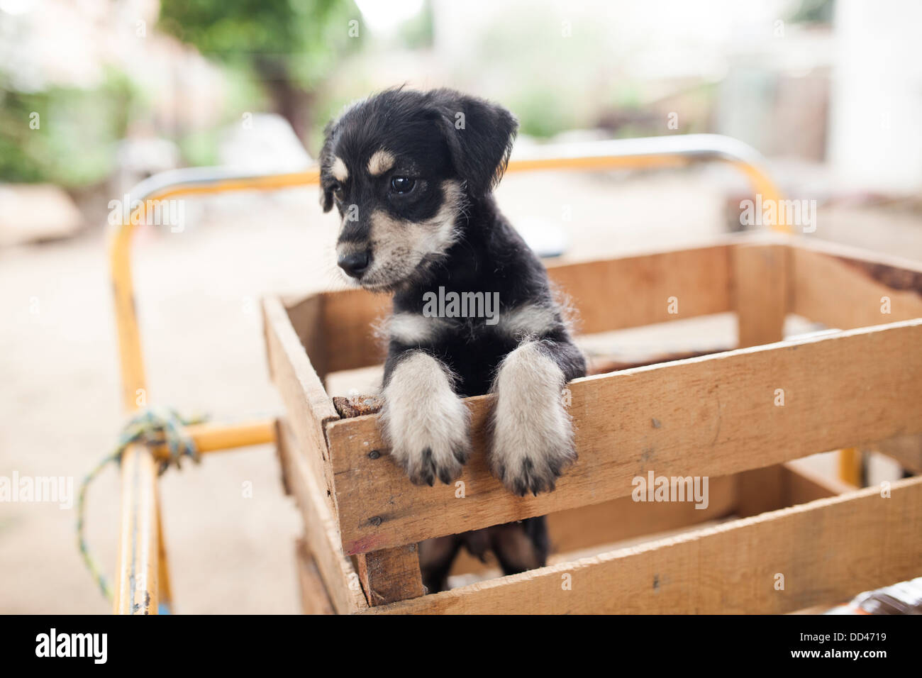 Un adorabile cucciolo si siede in una cassa di legno. Foto Stock