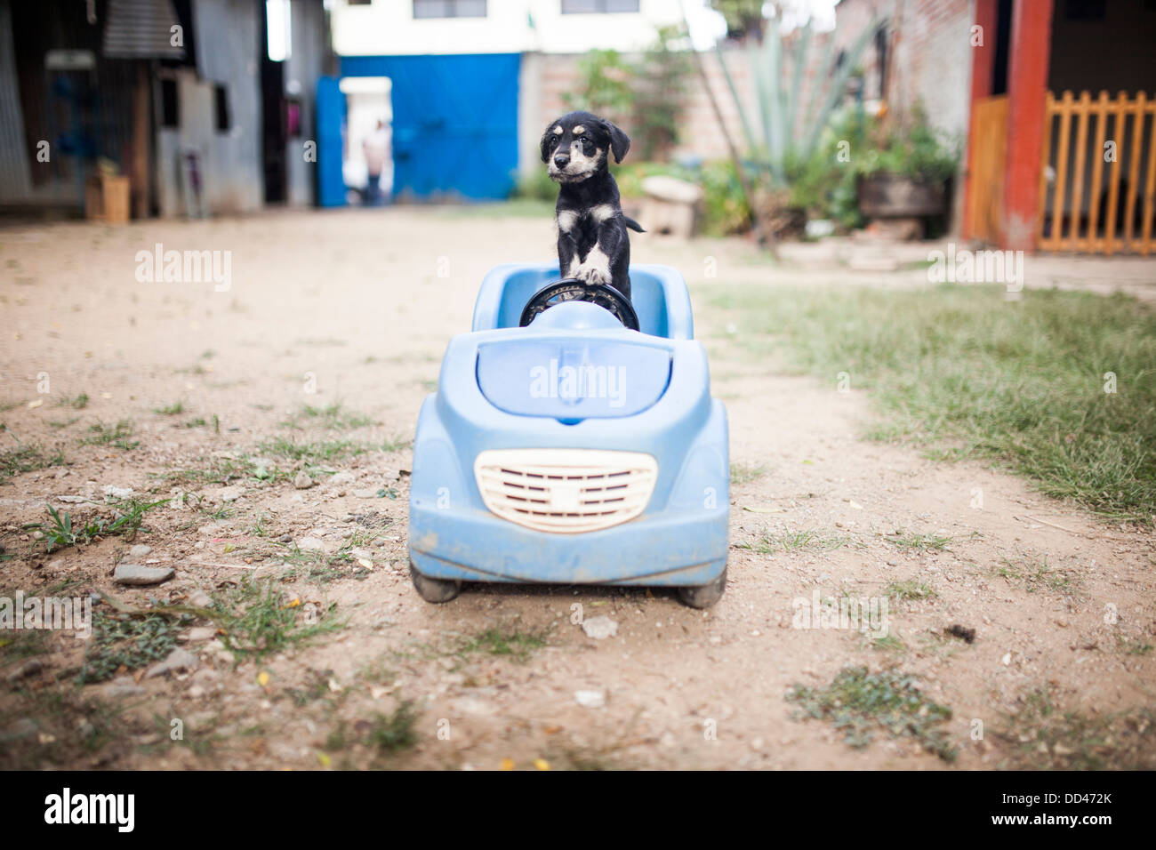 Un grazioso cucciolo passa per il suo primo disco in un'auto. Foto Stock