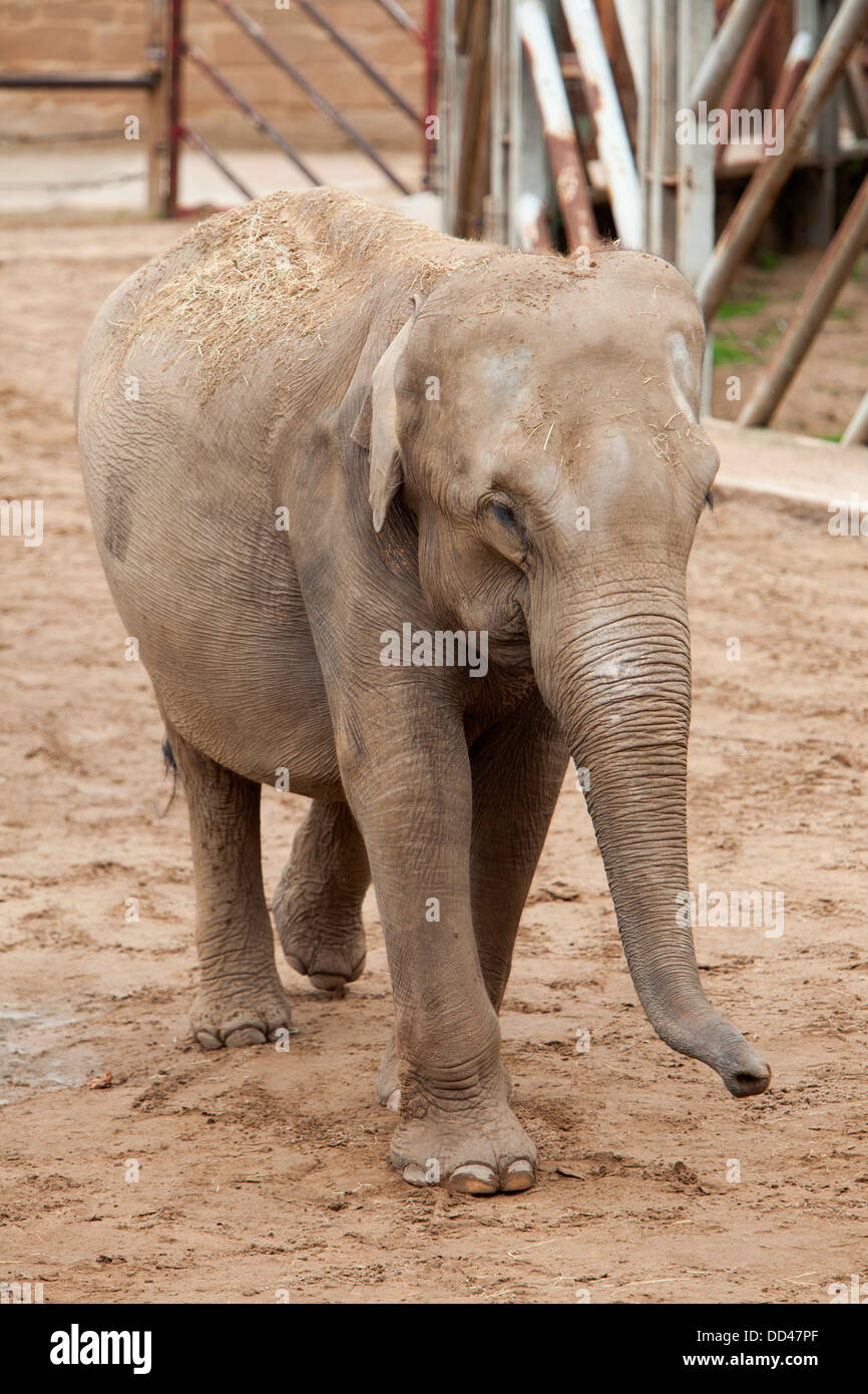 Elefante asiatico vitello per lo Zoo di Chester, Elephas maximus Foto Stock