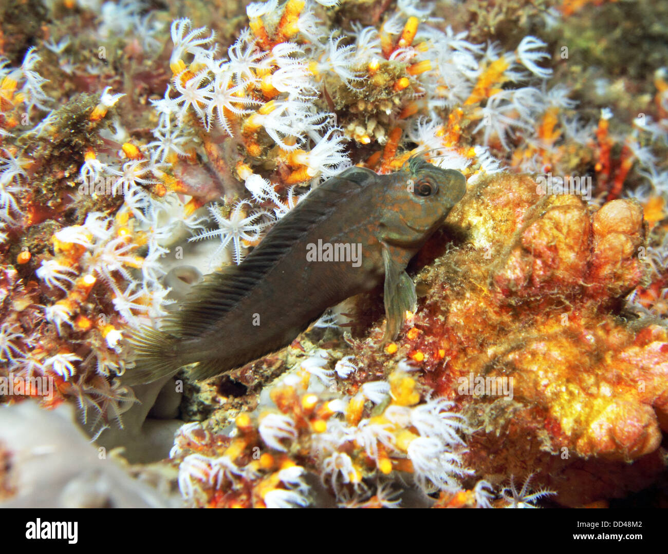 Un minuscolo bavose poggia su un letto di corallo morbido. Foto Stock