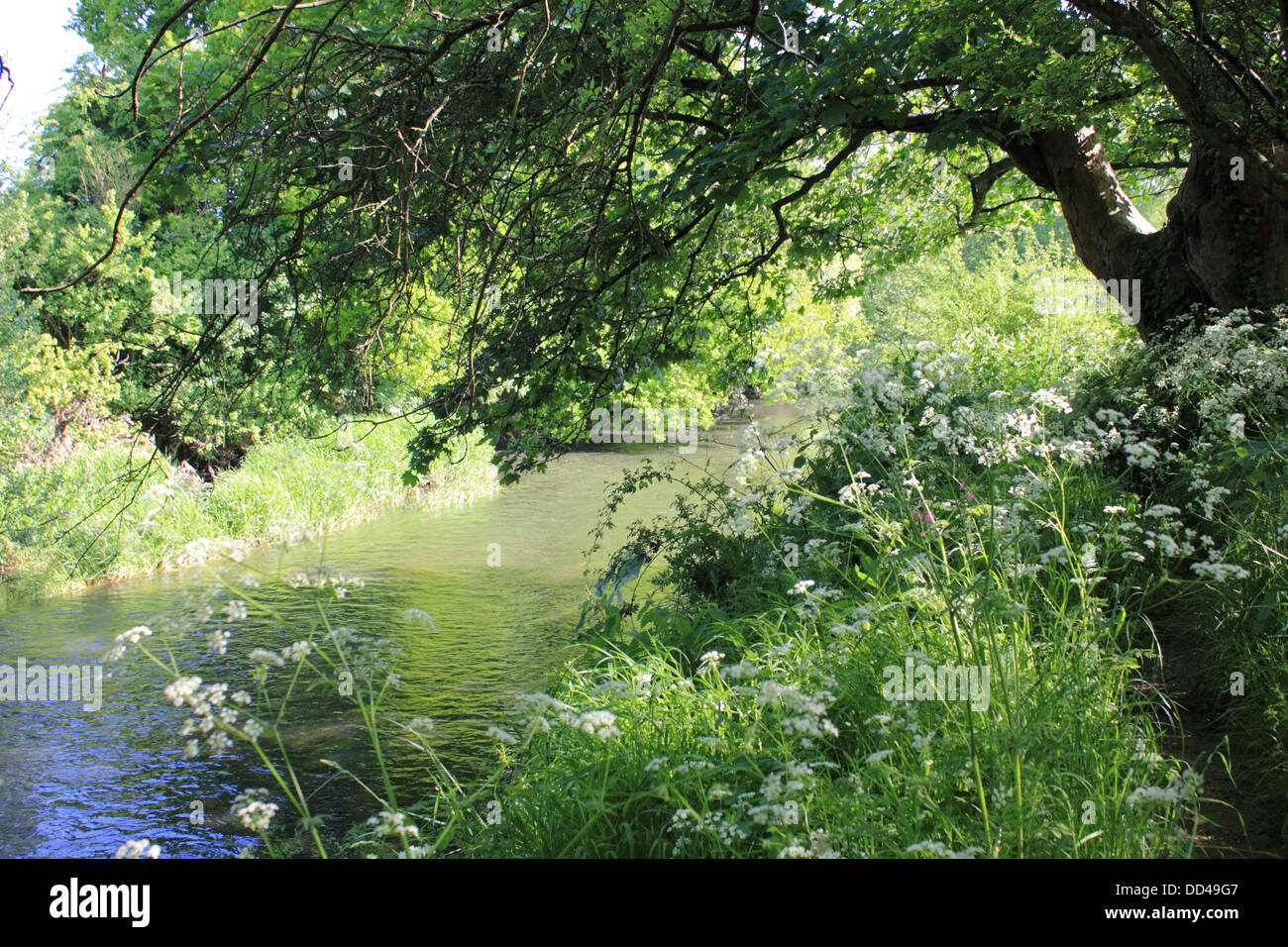 Il Fiume Mole a Mickleham tra Dorking e Leatherhead Surrey, Inghilterra REGNO UNITO Foto Stock