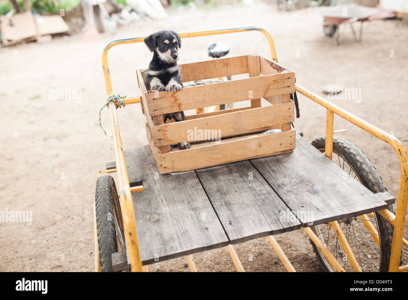 Un adorabile cucciolo si siede in una gabbia in legno sulla parte superiore di un triciclo. Foto Stock