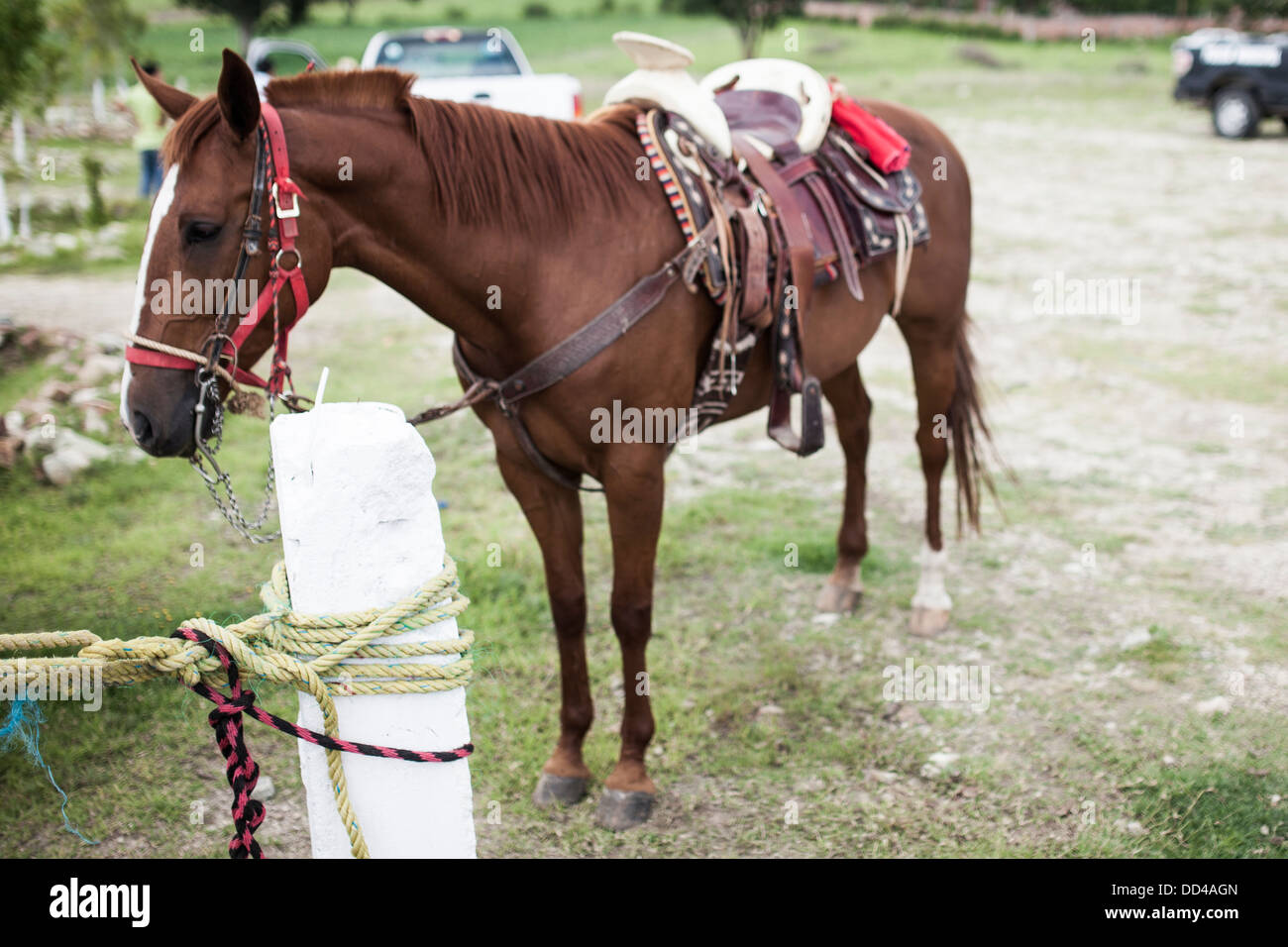 Un cavallo attende il suo proprietario la Feria de Quesillo a Oaxaca. Foto Stock