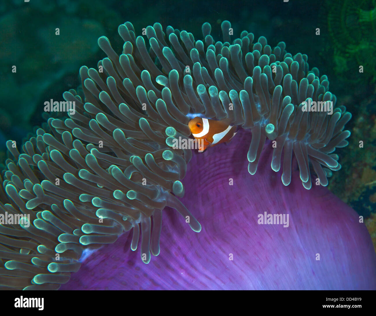 Falso Clownfish immerso nel verde viola anemone Foto Stock