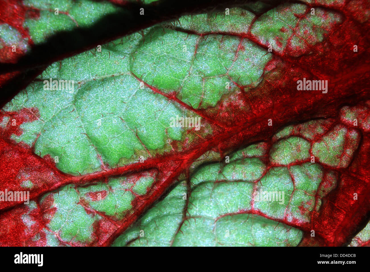 Fuochi d'artificio Begonia leaf close-up Foto Stock
