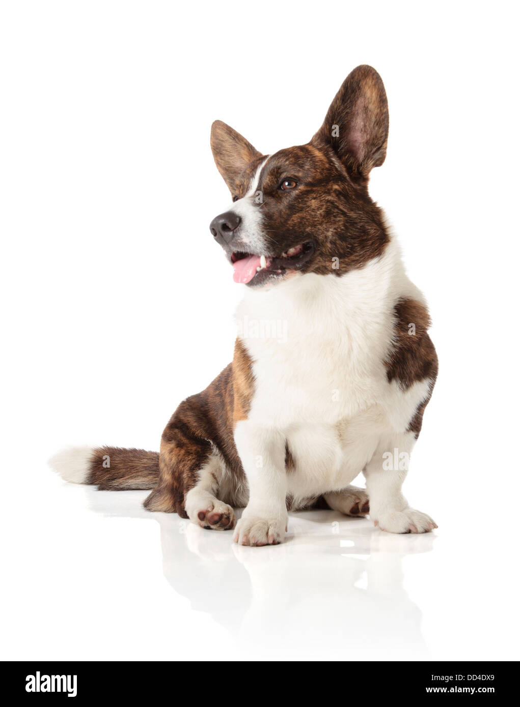 Welsh Corgi Cardigan isolati su sfondo bianco Foto Stock