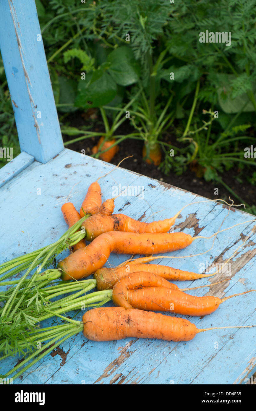 Cresciuto in casa le carote Foto Stock
