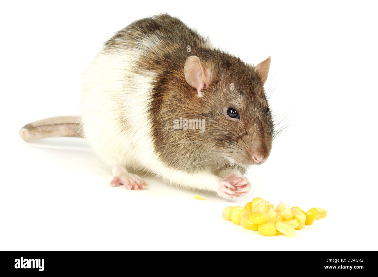 Ratto con mais Foto Stock