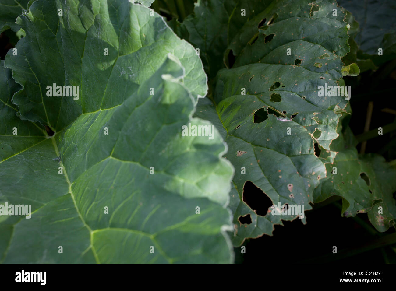 Mangiato lontano rabarbaro lascia crescere in casa coltivati vegetali nella trama a Somerset giardino sul retro. Foto Stock