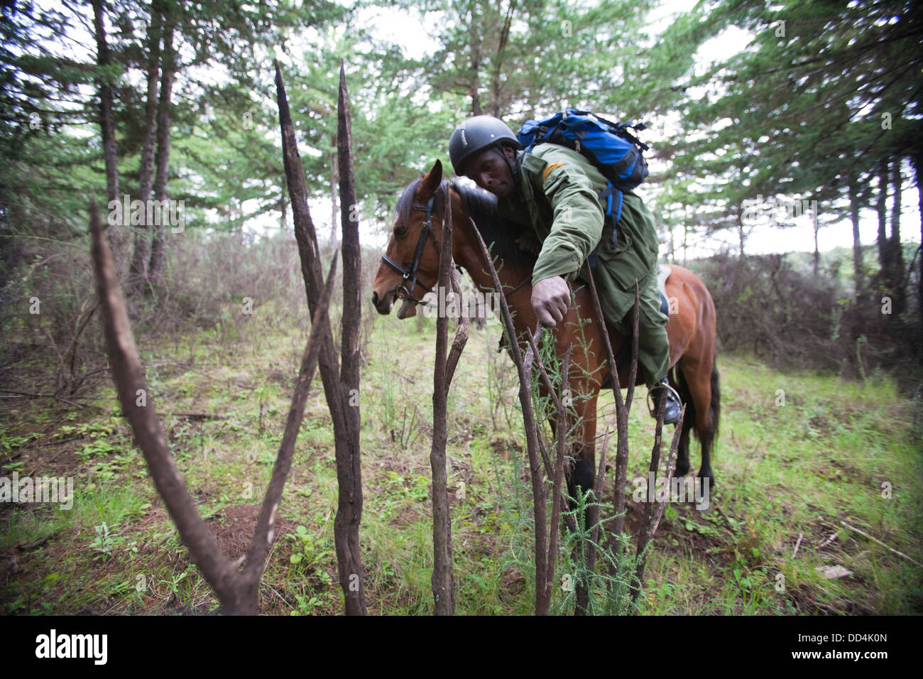 Anti-caccia di frodo unità di pattuglia a cavallo ispezionare i paletti di legno utilizzati dai bracconieri per impale gioco lungo i sentieri del Monte Kenia NP, Kenya Foto Stock
