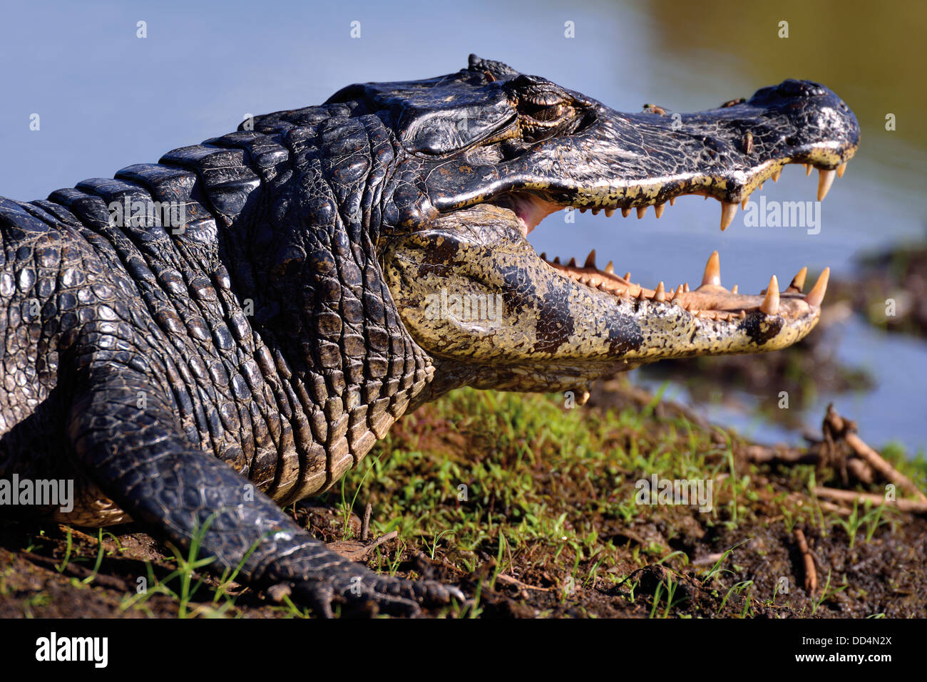 Il Brasile, Pantanal: caimano Yacare (yacare Caimano) assunzione di Sun con bocca aperta ai margini di un fiume del Pantanal Matogrossense Foto Stock