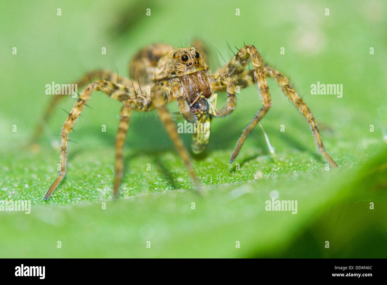 Wolf spider a mangiare una cavalletta. Foto Stock
